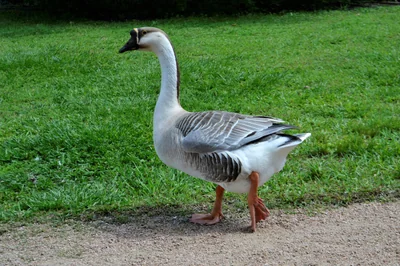 oiseau
